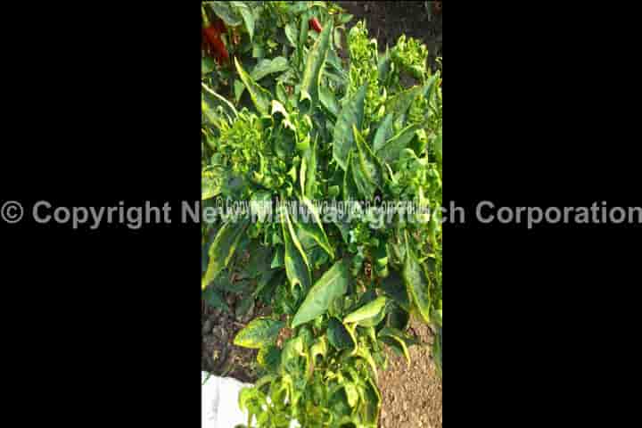chilli leaf curl management